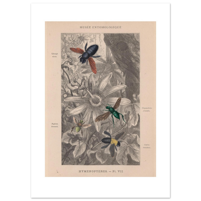 Hand-coloured 1878 wood engraving of four bees on a passionflower, plate Hymenopteres VII