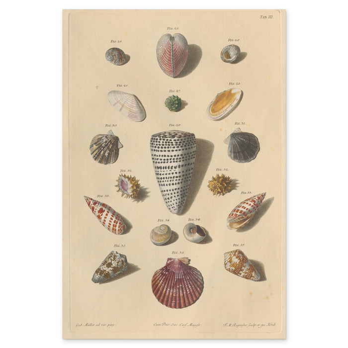 Franz Michael Regenfuss, Plate III from Choix de Coquillages et de Crustacés, 1758 — hand-coloured engraving of cones, cowries and a marbled volute on laid paper
