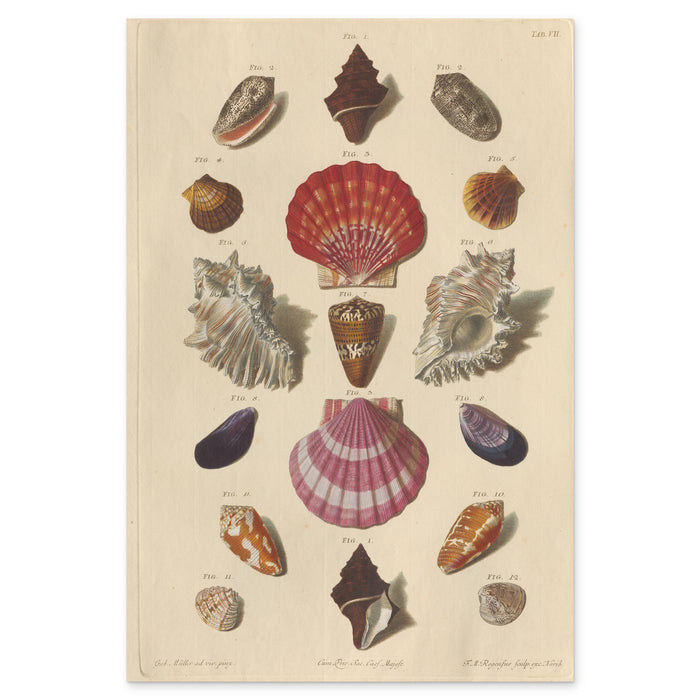 Franz Michael Regenfuss, Plate VII from Choix de Coquillages et de Crustacés, 1758 — hand-coloured engraving, two scallops in the axis between frilled murex shells