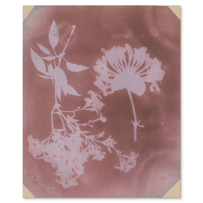 William Henry Fox Talbot, Two Plant Specimens, 1839 - the complete photogenic drawing shown flat on white