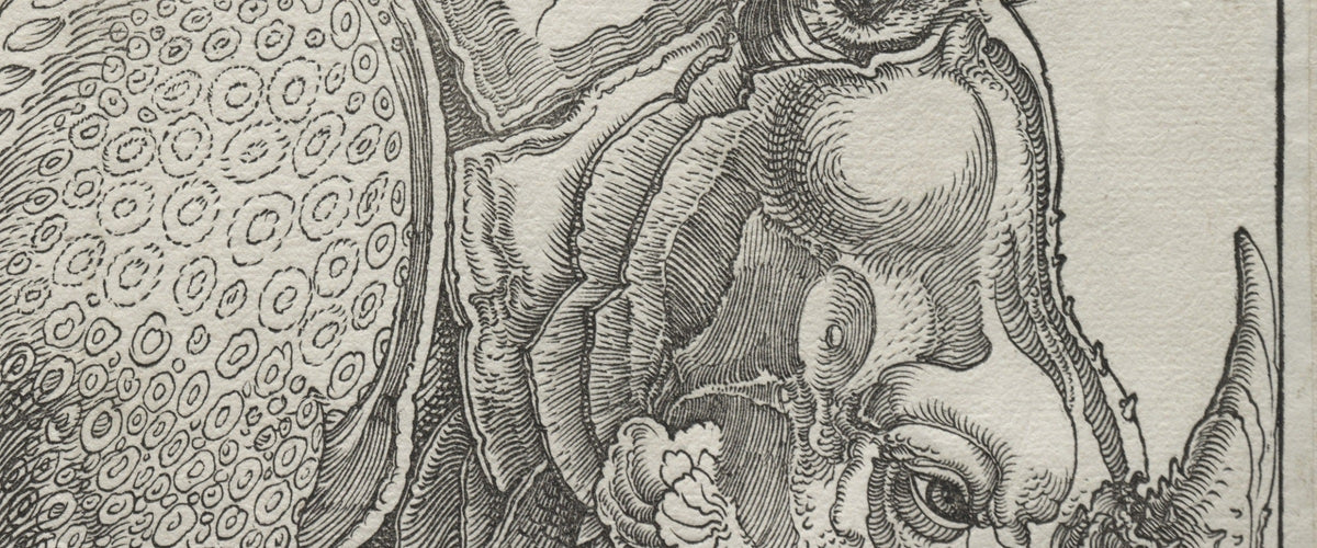 Detail of Albrecht Dürer's 1515 woodcut: the rhinoceros's head, horn and plated skin cut line by line into the block