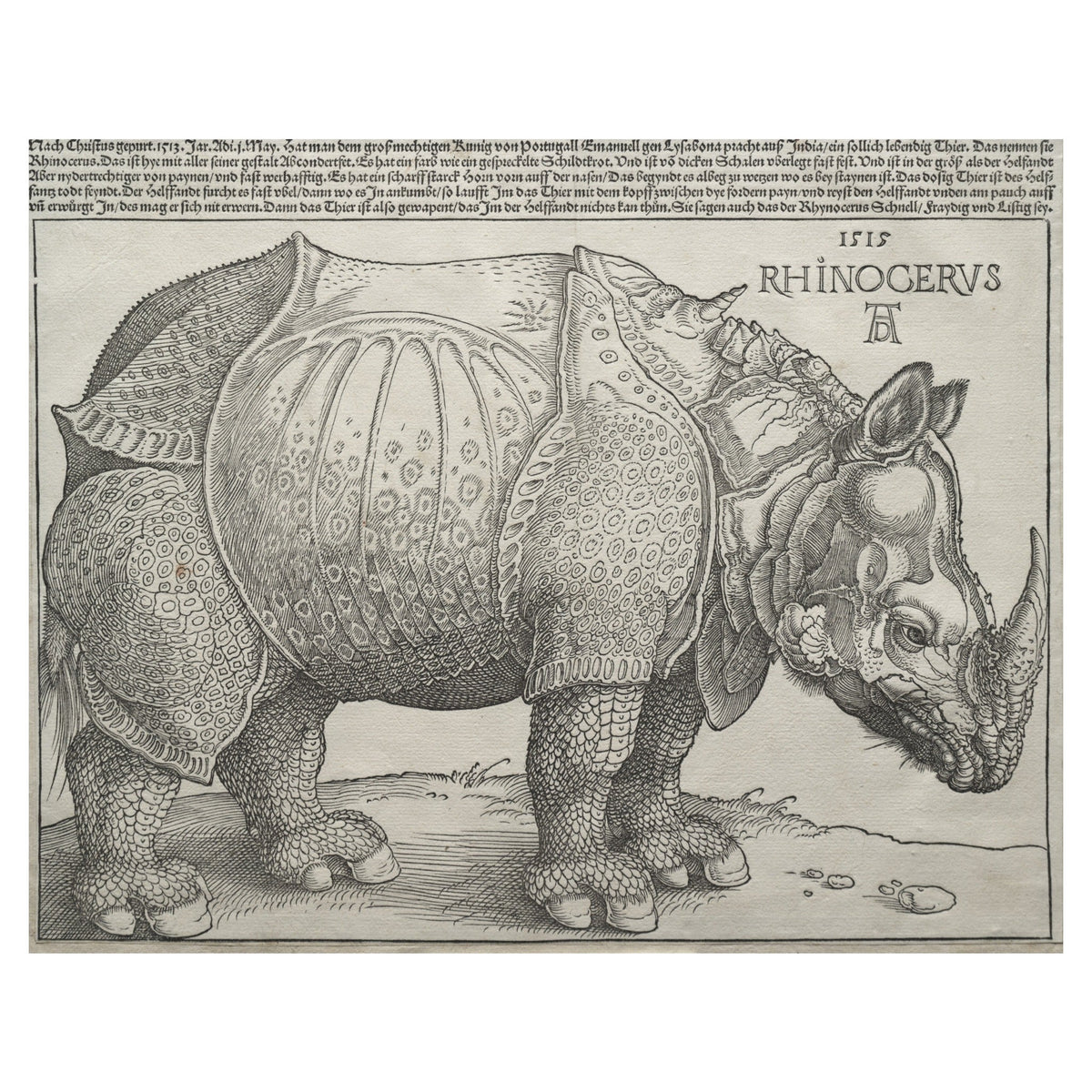 Dürer's Rhinoceros — natural history prints at Museartis