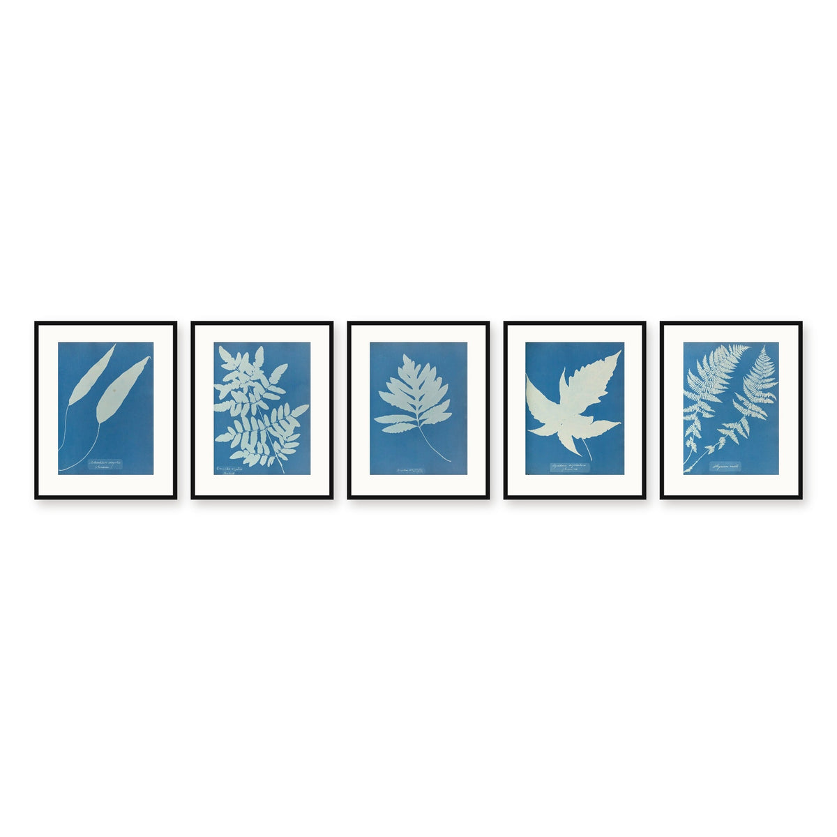 Five framed cyanotypes by Anna Atkins and Anne Dixon in a row, each 40 x 50 cm in a slim black frame