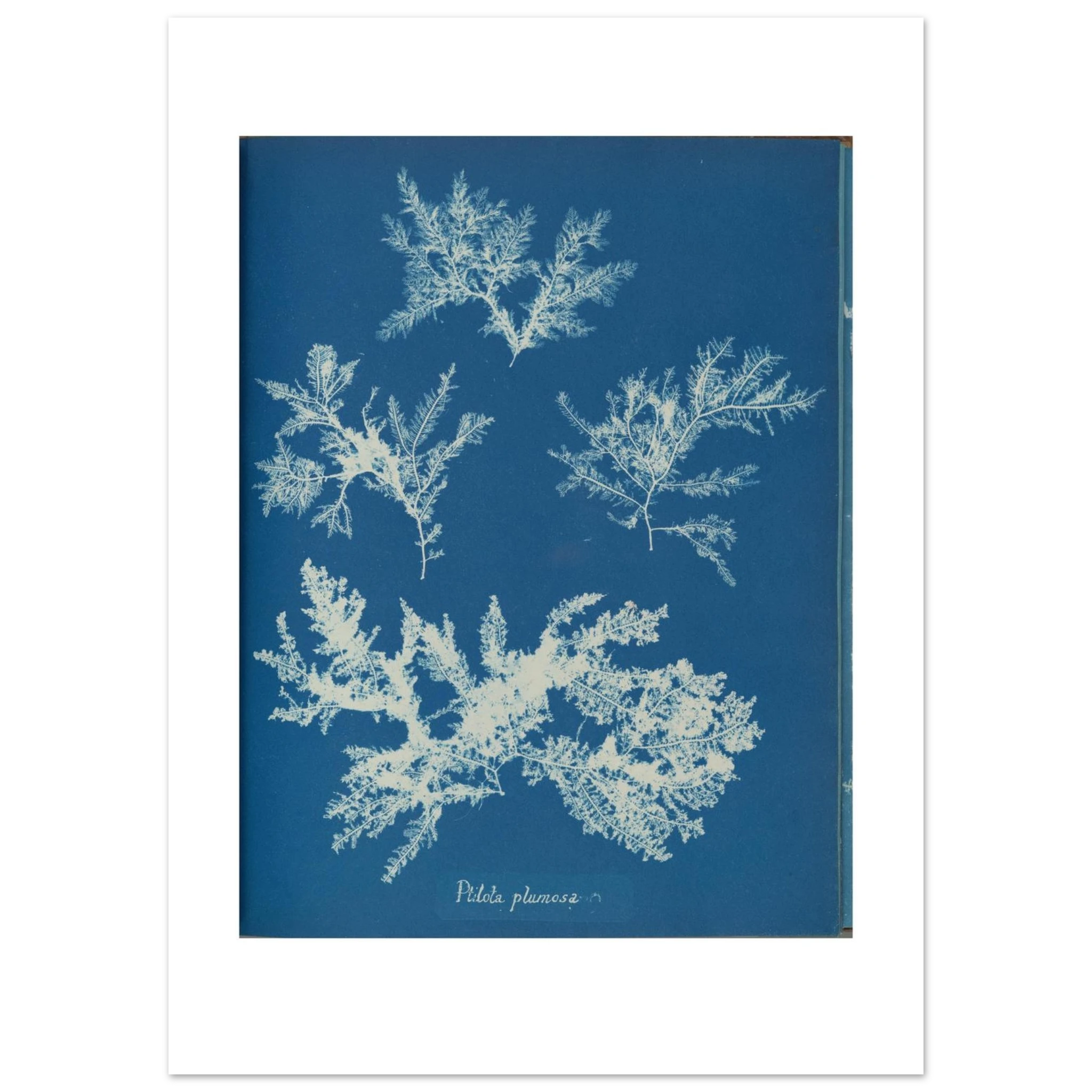 The enlarged 50 × 70 cm giclée print of Ptilota plumosa, unframed, white border, on 200 gsm fine art paper