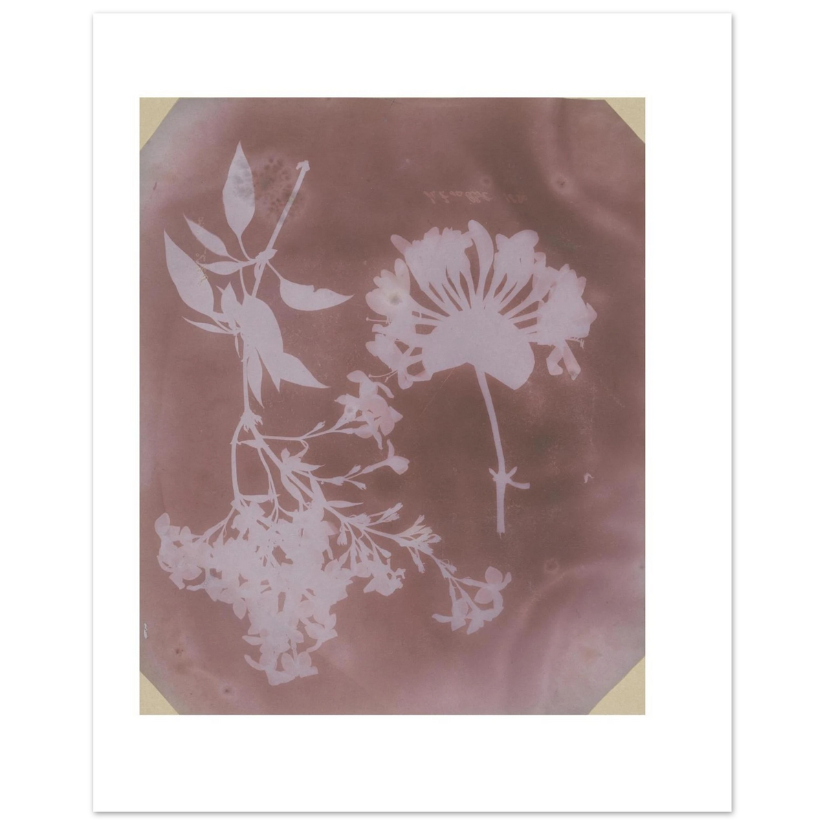 The 40 x 50 cm sheet lying flat, Two Plant Specimens enlarged 1.75 times with white margins