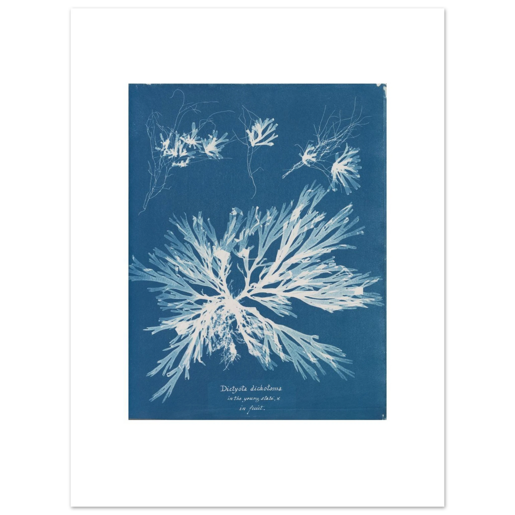 The 30 × 40 cm giclée print of Anna Atkins's Dictyota dichotoma, unframed, shown flat with its white border