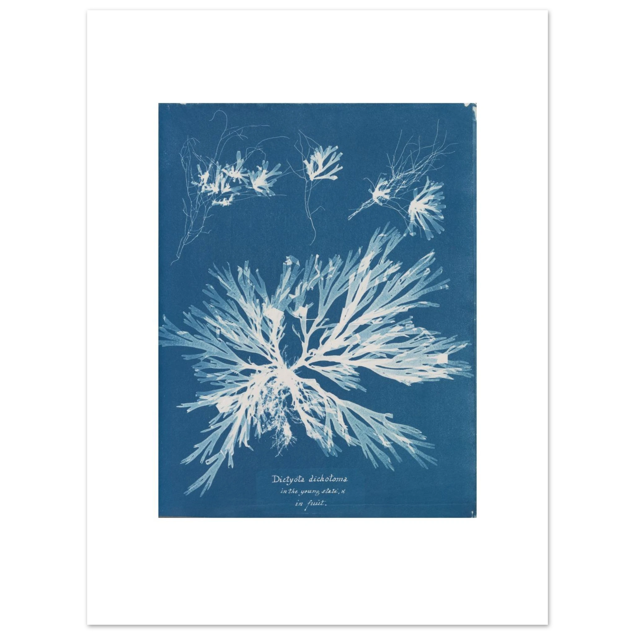 The 30 × 40 cm giclée print of Anna Atkins's Dictyota dichotoma, unframed, shown flat with its white border