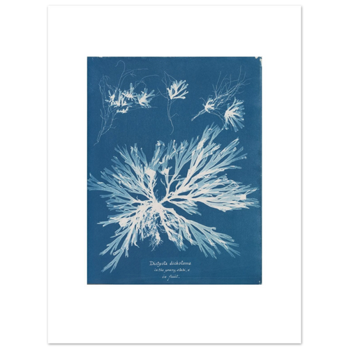 The 30 × 40 cm giclée print of Anna Atkins's Dictyota dichotoma, unframed, shown flat with its white border