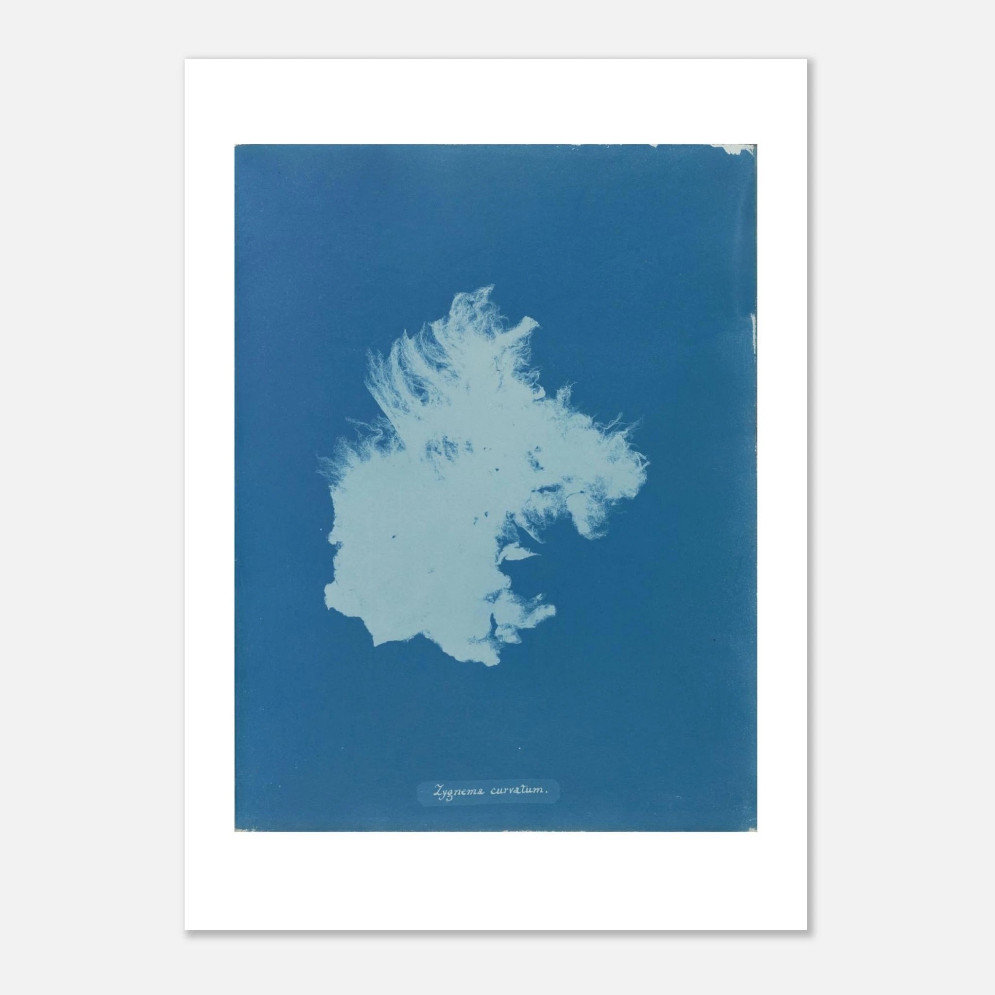 The enlarged 50 × 70 cm giclée print of Zygnema curvatum, unframed, shown flat with its white border