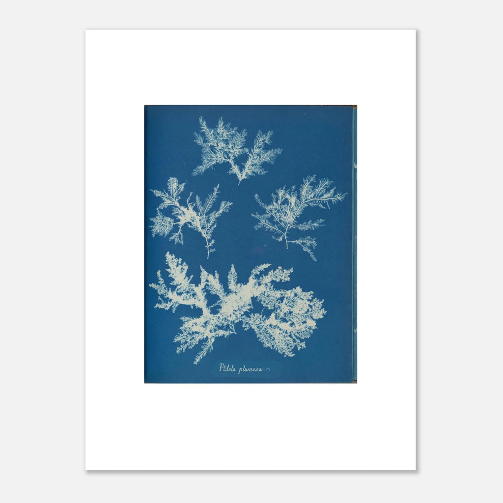 The unframed Ptilota plumosa print against a light grey wall, showing the white border and the paper edge