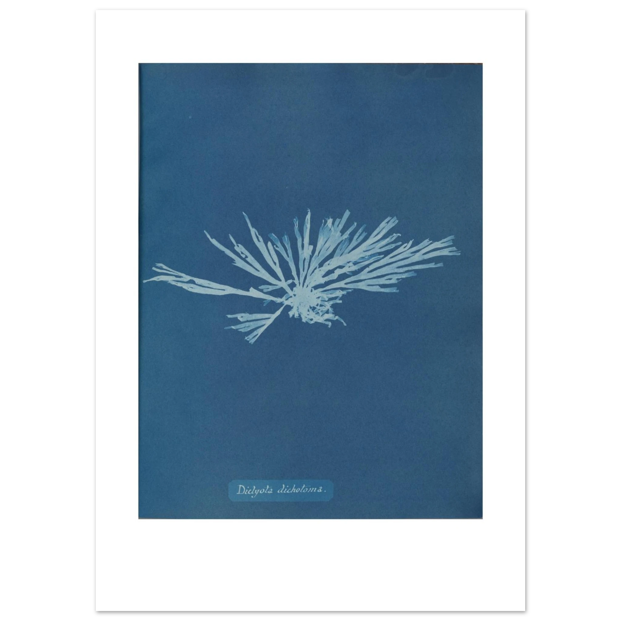 The enlarged 50 × 70 cm giclée print of Dictyota dichotoma, unframed, white border, on 200 gsm fine art paper