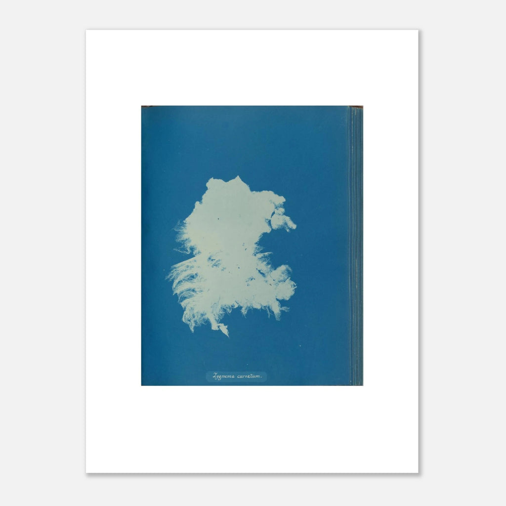 The 30 × 40 cm giclée print of Anna Atkins's Zygnema curvatum, unframed, shown flat with its white border