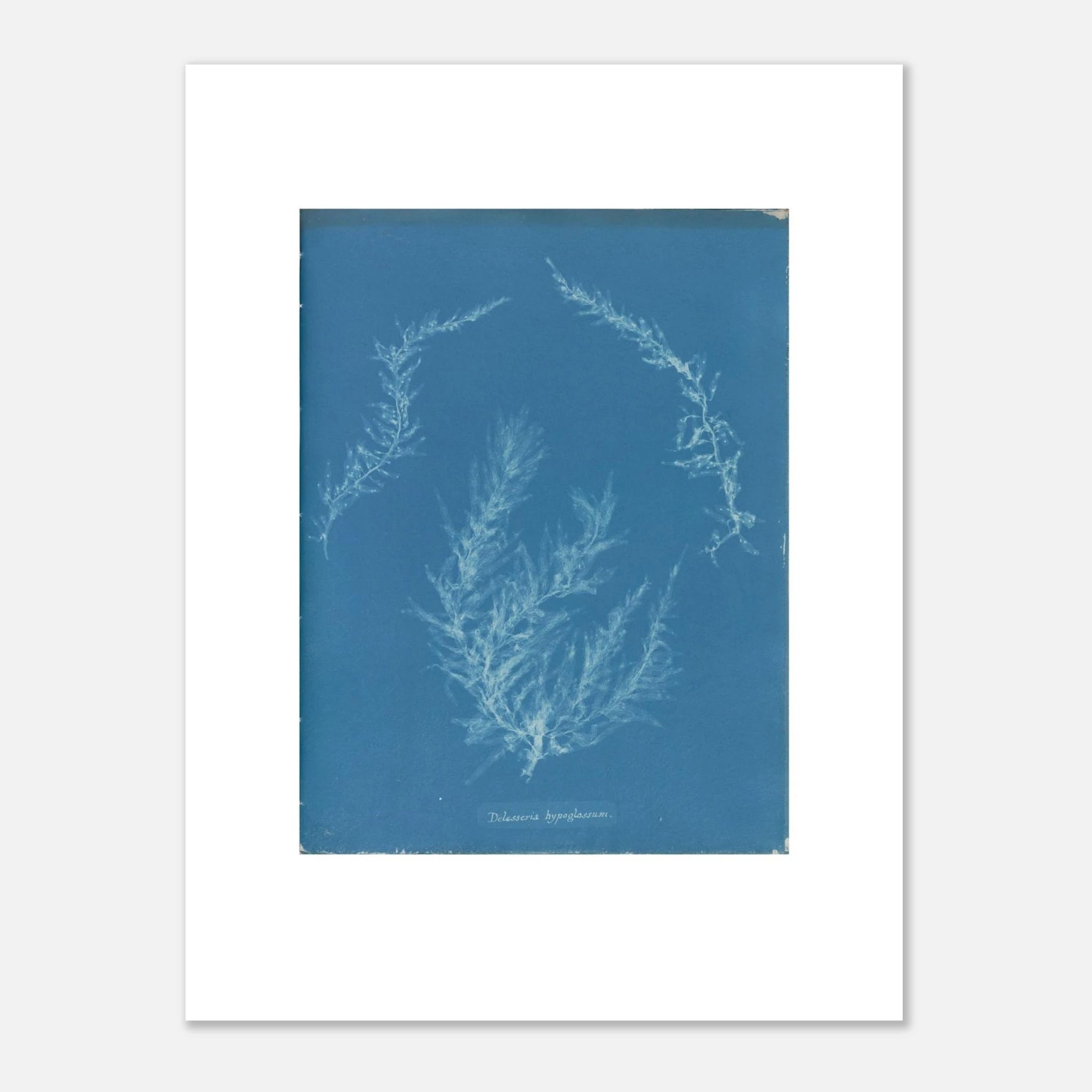 The unframed Delesseria hypoglossum print against a light grey wall, showing the white border and the paper edge