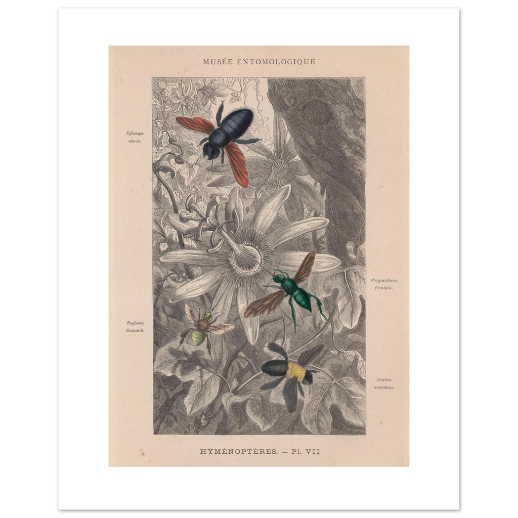 The Hymenopteres VII sheet as printed, whole leaf with its warm paper tone and white border