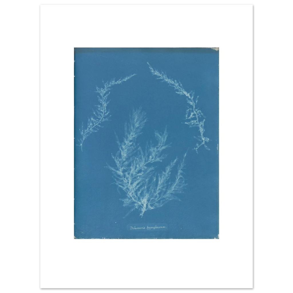 The 30 × 40 cm giclée print of Anna Atkins's Delesseria hypoglossum, unframed, shown flat with its white border