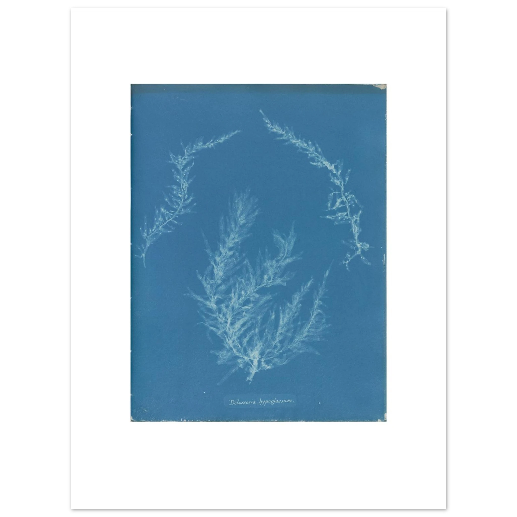 The 30 × 40 cm giclée print of Anna Atkins's Delesseria hypoglossum, unframed, shown flat with its white border
