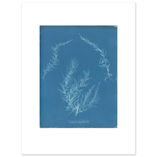 The 30 × 40 cm giclée print of Anna Atkins's Delesseria hypoglossum, unframed, shown flat with its white border