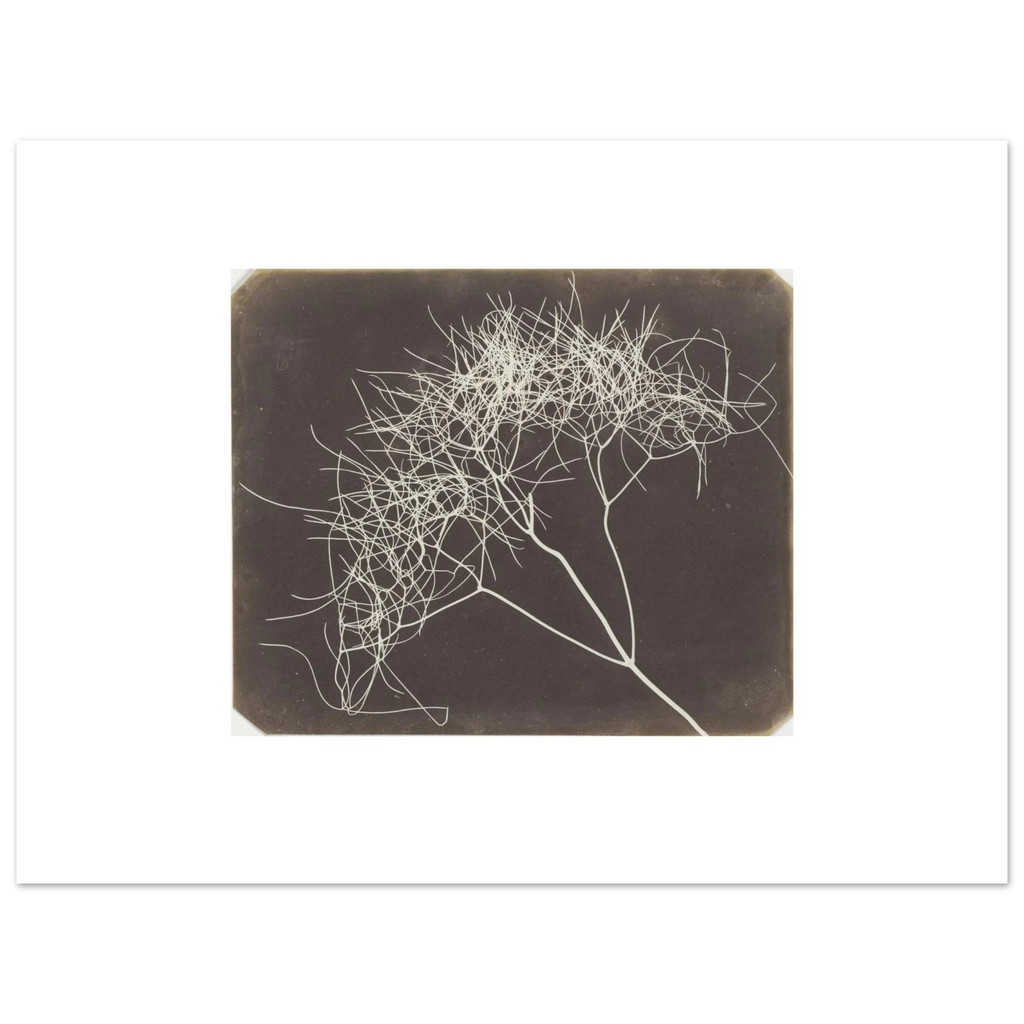 The 40 x 30 cm sheet lying flat, Wild Fennel printed at original size with wide white margins