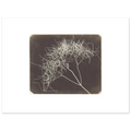 The 40 x 30 cm sheet lying flat, Wild Fennel printed at original size with wide white margins