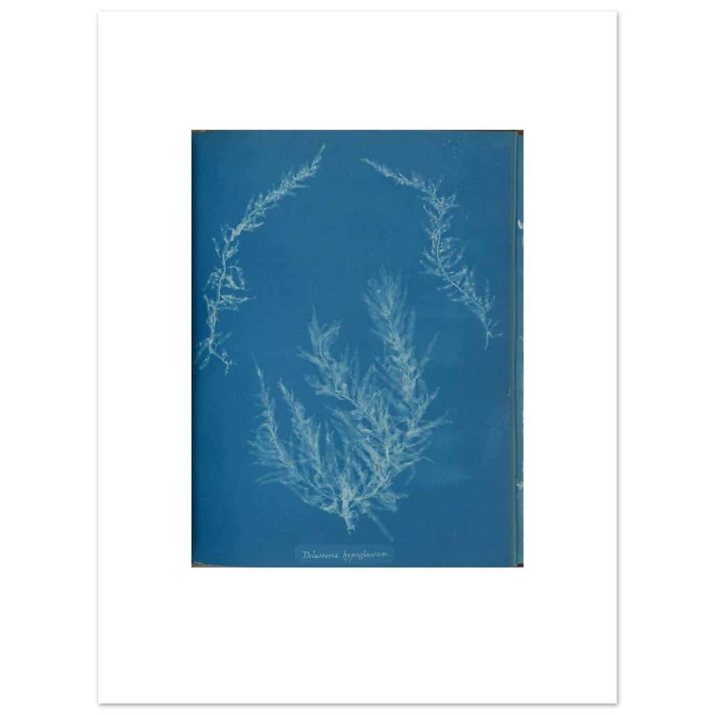 The 30 × 40 cm giclée print of Anna Atkins's Delesseria hypoglossum cyanotype, unframed, white border, on 200 gsm fine art paper