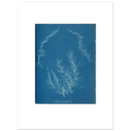 The 30 × 40 cm giclée print of Anna Atkins's Delesseria hypoglossum cyanotype, unframed, white border, on 200 gsm fine art paper