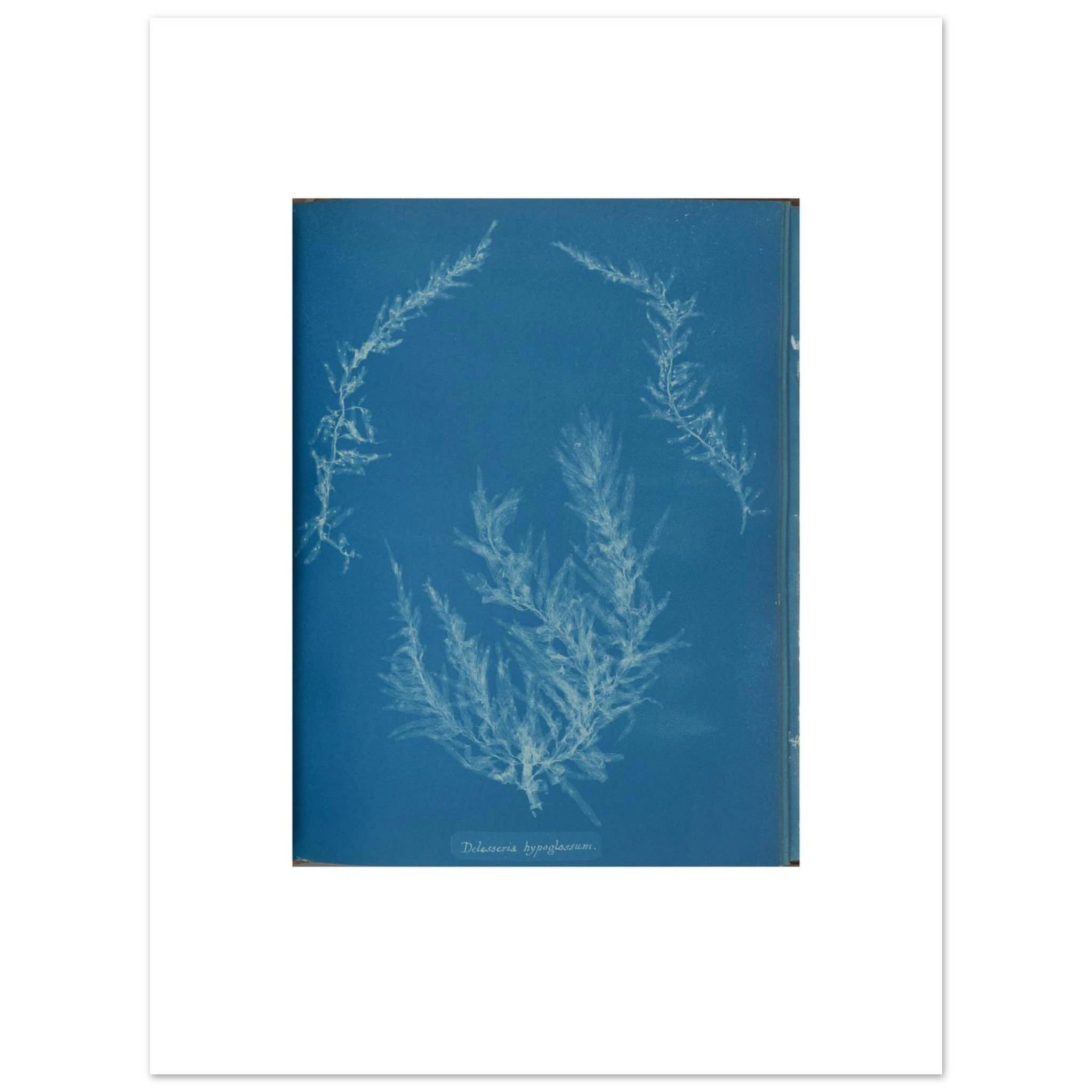 The 30 × 40 cm giclée print of Anna Atkins's Delesseria hypoglossum cyanotype, unframed, white border, on 200 gsm fine art paper