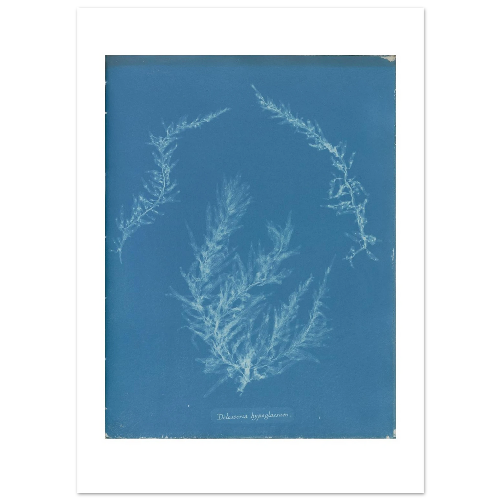 The enlarged 50 × 70 cm giclée print of Delesseria hypoglossum, unframed, shown flat with its white border