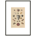 Franz Michael Regenfuss, Shells, Plate III from Choix de Coquillages et de Crustacés, 1758 — framed print, 40 × 50 cm, slim black frame, shown on white