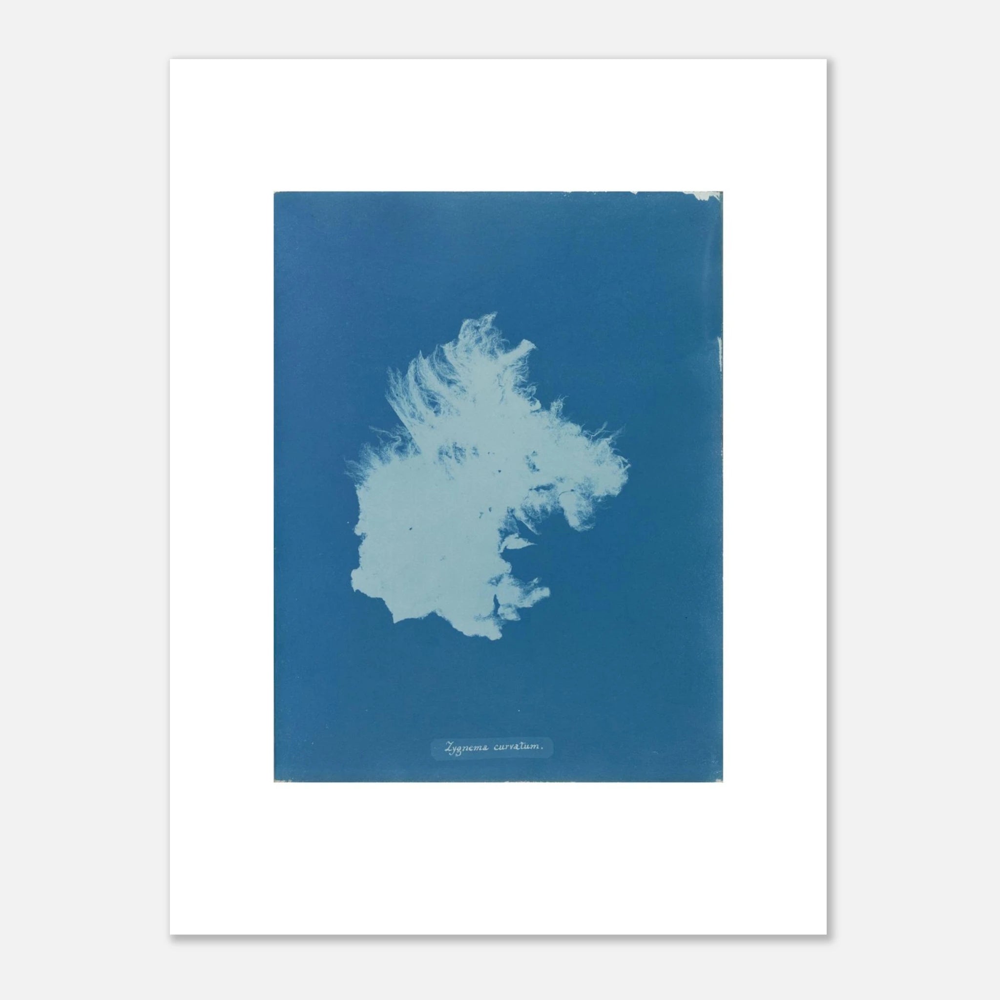 The 30 × 40 cm giclée print of Anna Atkins's Zygnema curvatum, unframed, shown flat with its white border