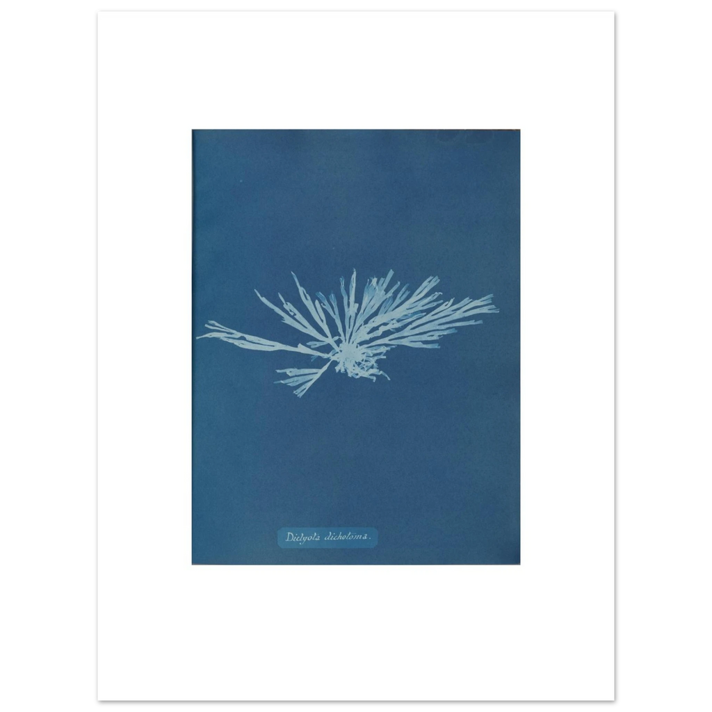 The 30 × 40 cm giclée print of Anna Atkins's Dictyota dichotoma cyanotype, unframed, white border, on 200 gsm fine art paper