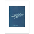 The 30 × 40 cm giclée print of Anna Atkins's Dictyota dichotoma cyanotype, unframed, white border, on 200 gsm fine art paper