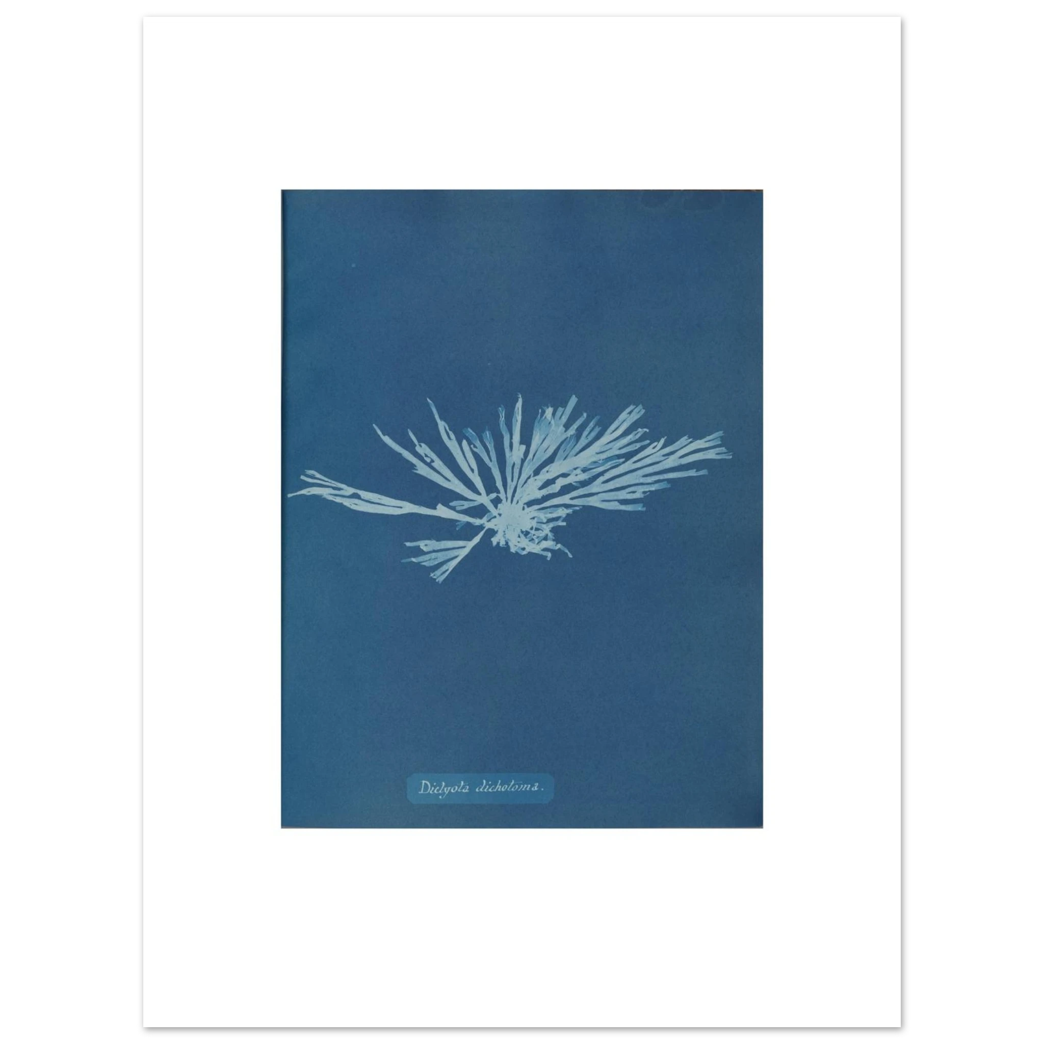 The 30 × 40 cm giclée print of Anna Atkins's Dictyota dichotoma cyanotype, unframed, white border, on 200 gsm fine art paper