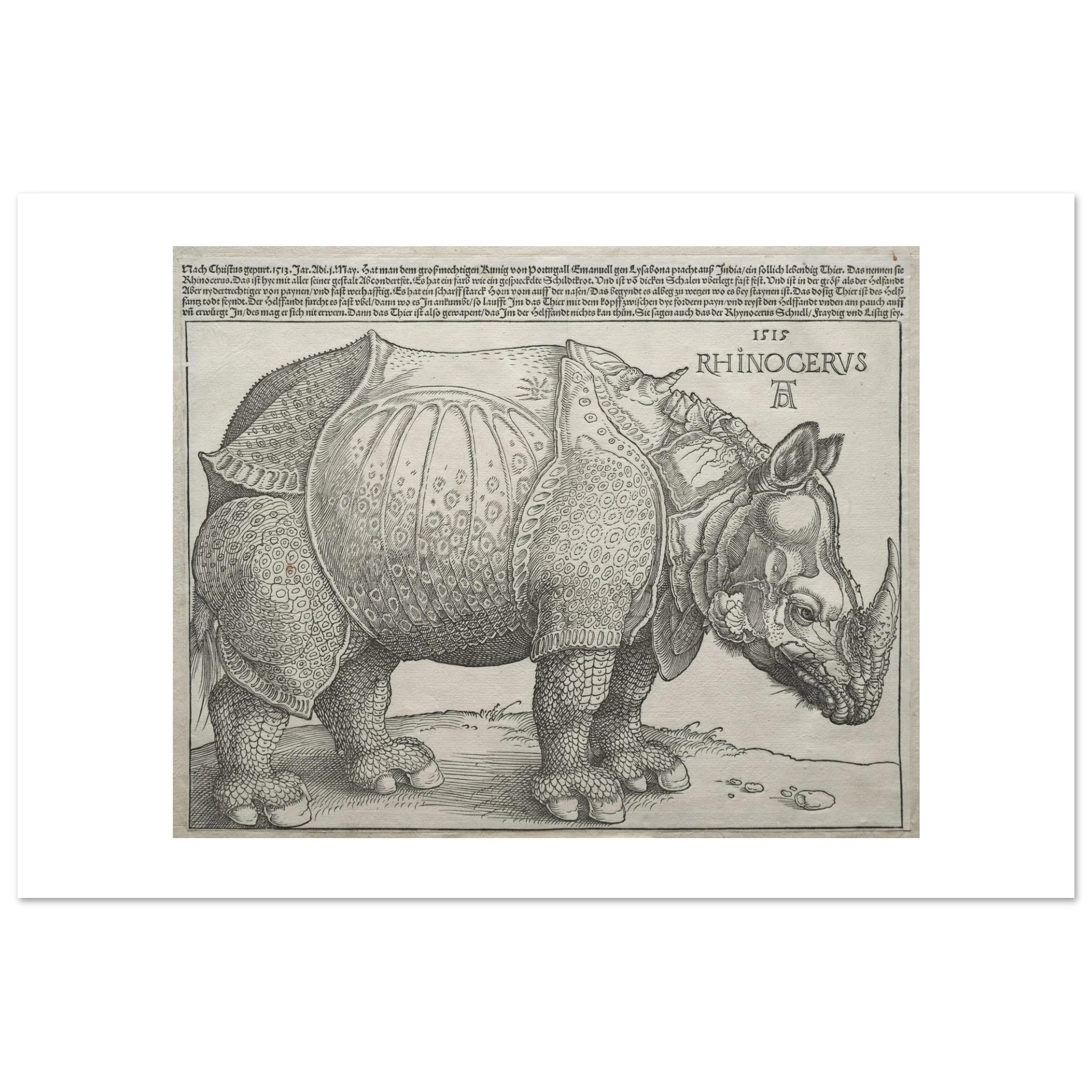 The enlarged 60 × 90 cm giclée print of Dürer's Rhinoceros, unframed, white border, on 200 gsm fine art paper
