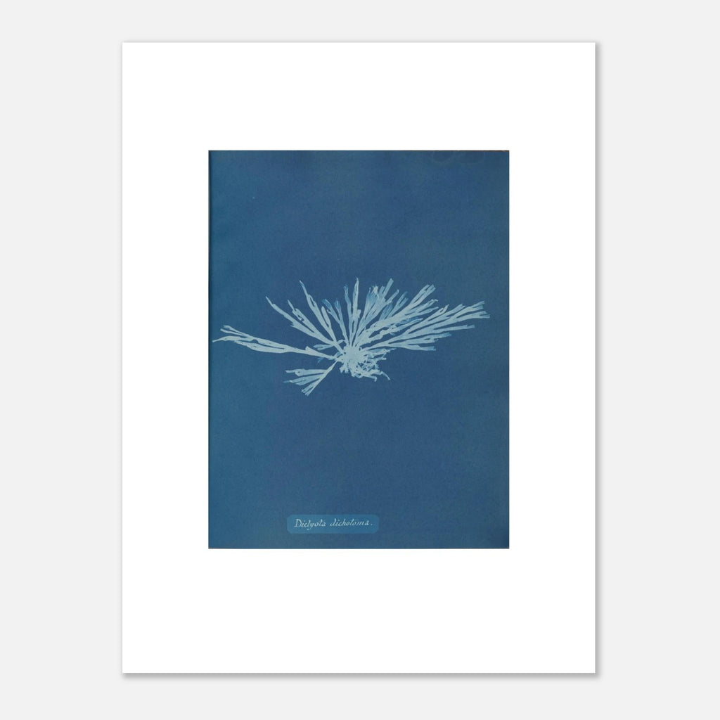 The unframed Dictyota dichotoma print against a light grey wall, showing the white border and the paper edge