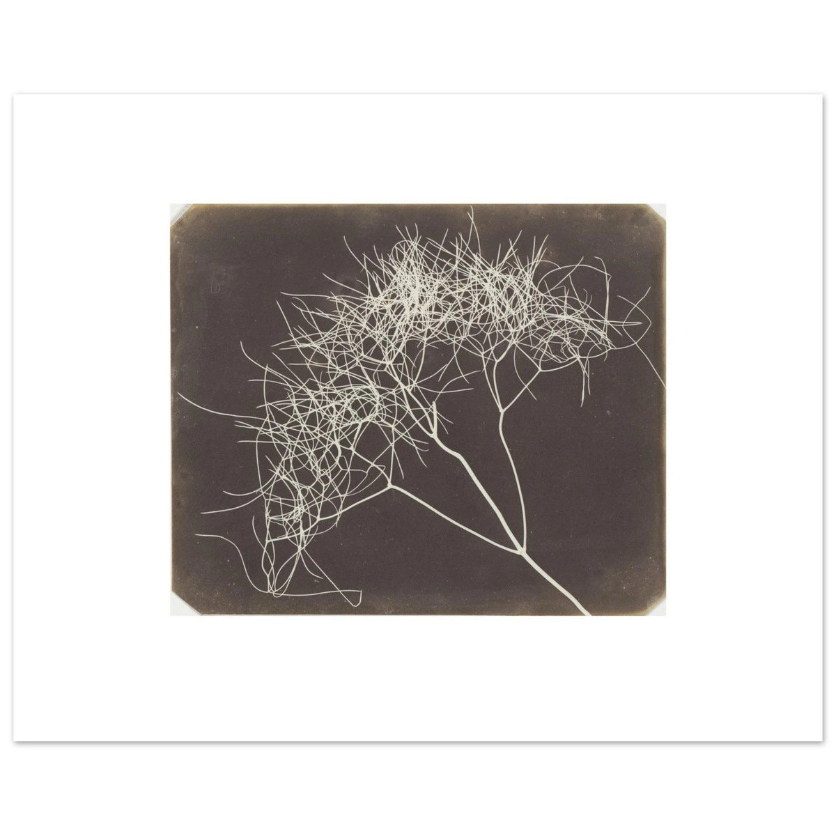 The 50 x 40 cm sheet lying flat, Wild Fennel enlarged 1.35 times with white margins