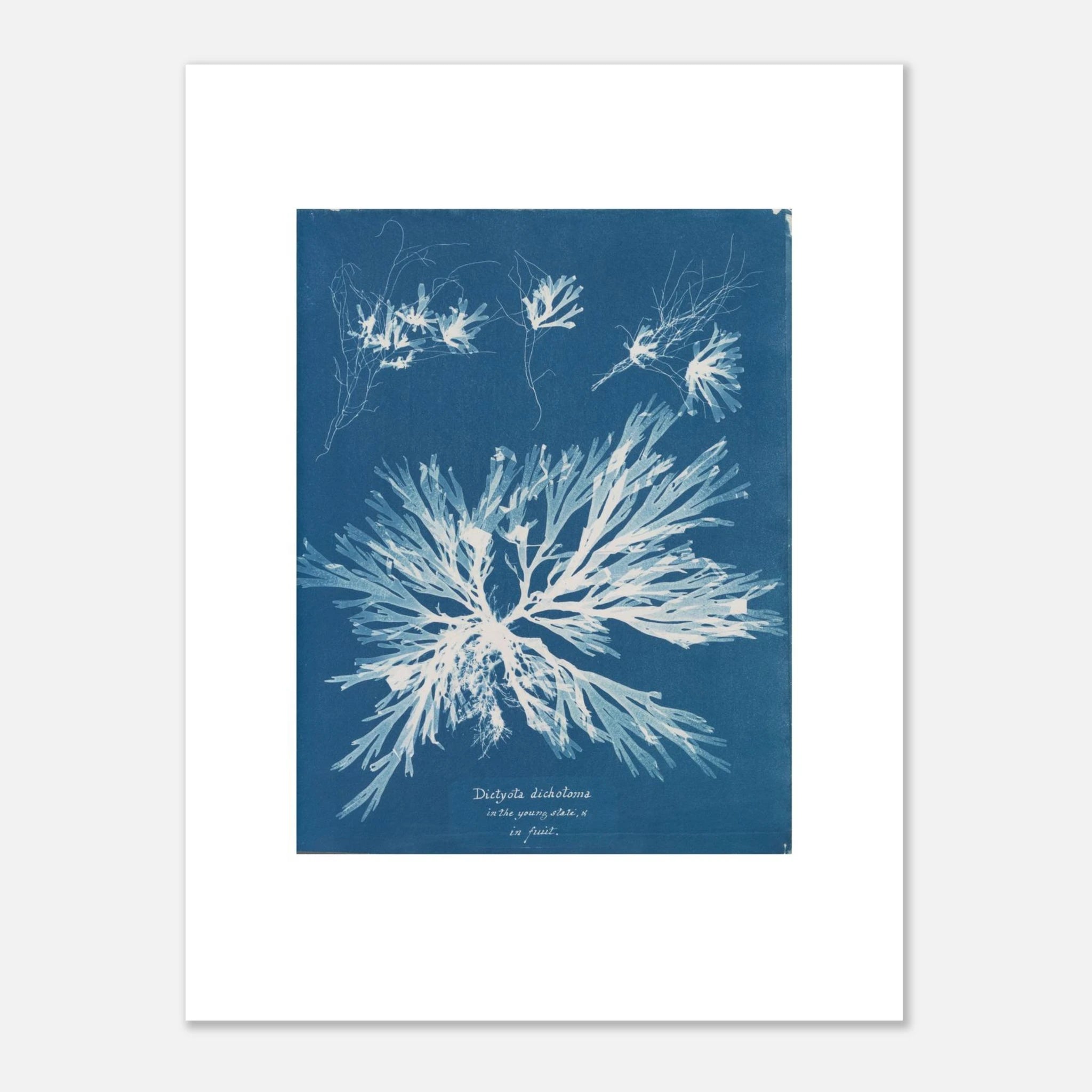 The unframed Dictyota dichotoma print against a light grey wall, showing the white border and the paper edge