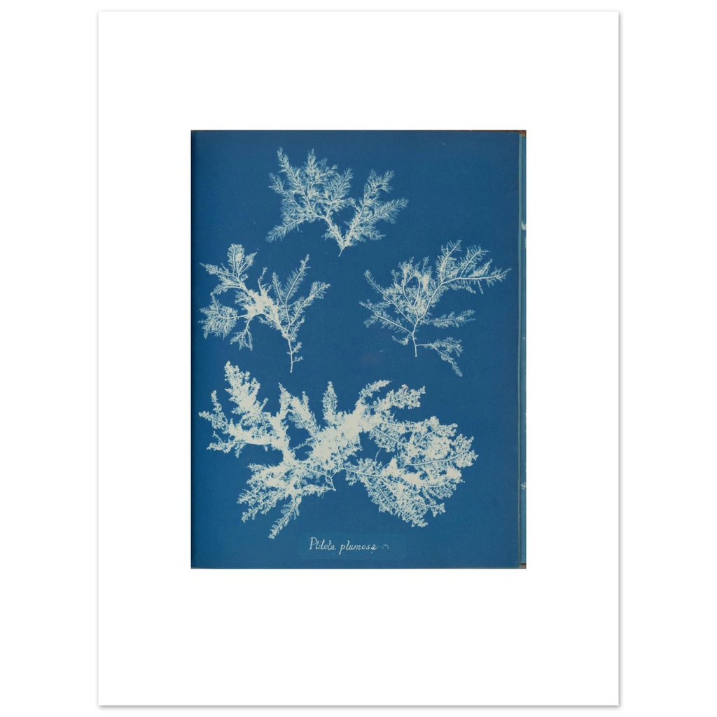 The 30 × 40 cm giclée print of Anna Atkins's Ptilota plumosa cyanotype, unframed, white border, on 200 gsm fine art paper