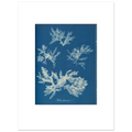 The 30 × 40 cm giclée print of Anna Atkins's Ptilota plumosa cyanotype, unframed, white border, on 200 gsm fine art paper