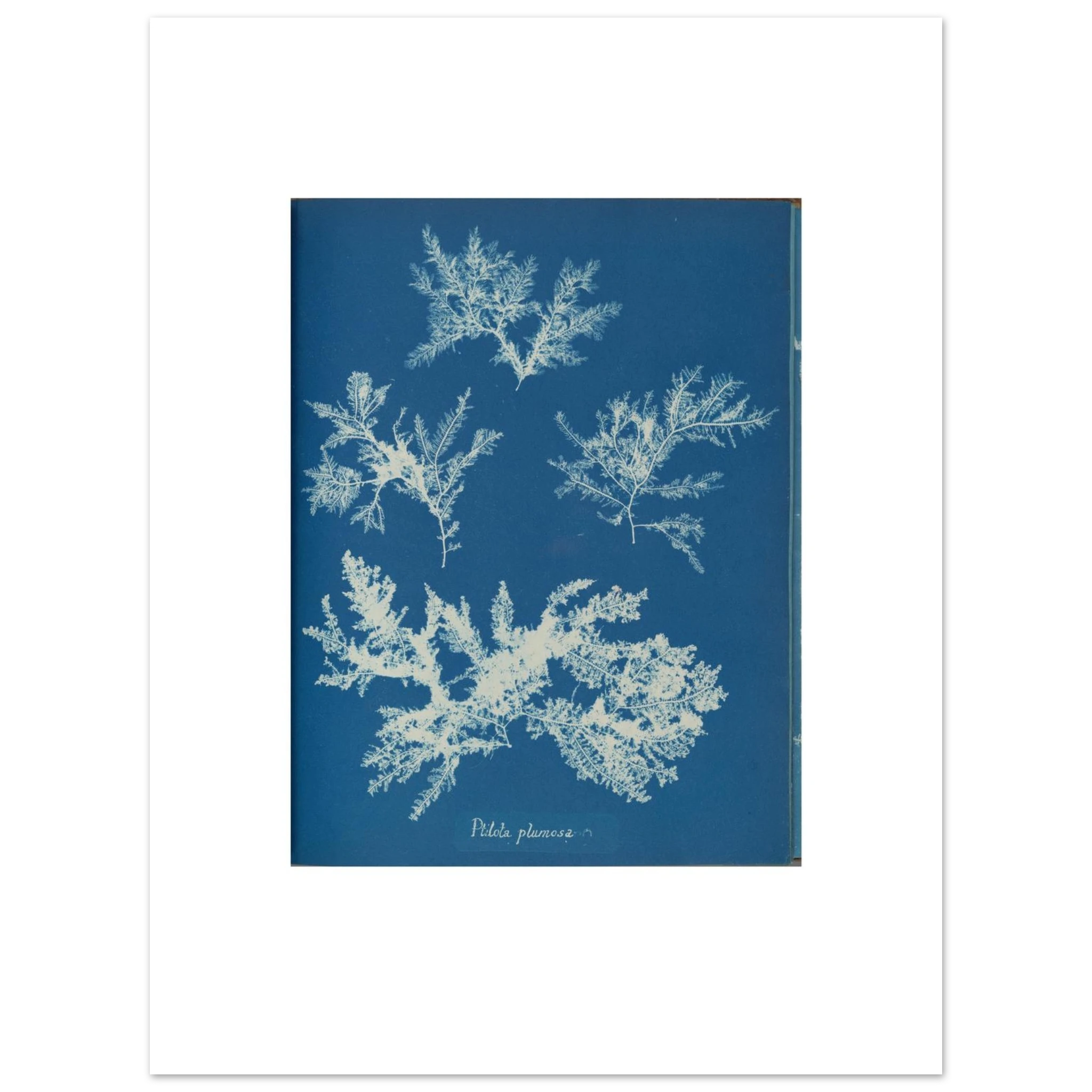 The 30 × 40 cm giclée print of Anna Atkins's Ptilota plumosa cyanotype, unframed, white border, on 200 gsm fine art paper
