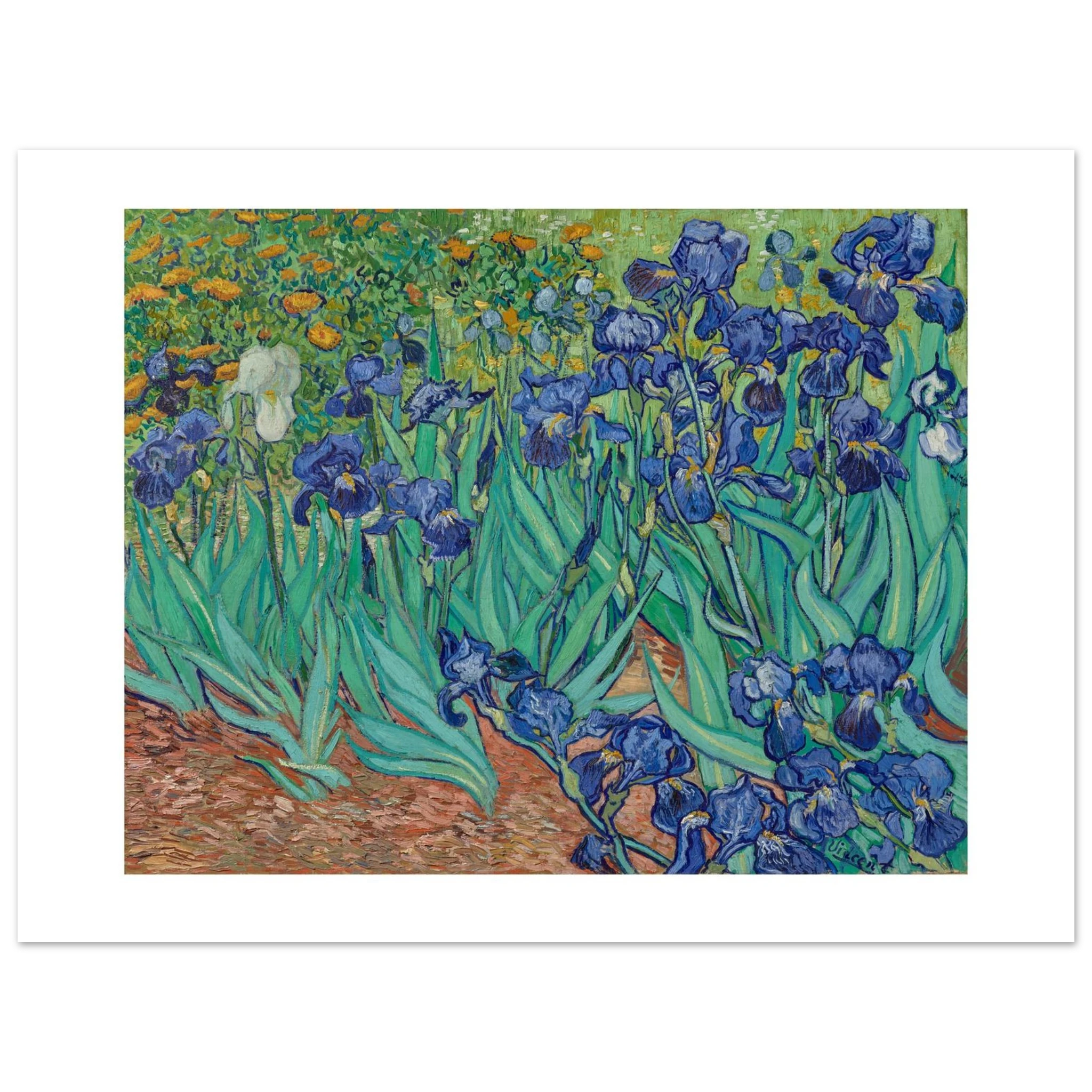 Van Gogh's Irises as a 50 × 40 cm fine art poster, unframed, shown flat against a light grey wall