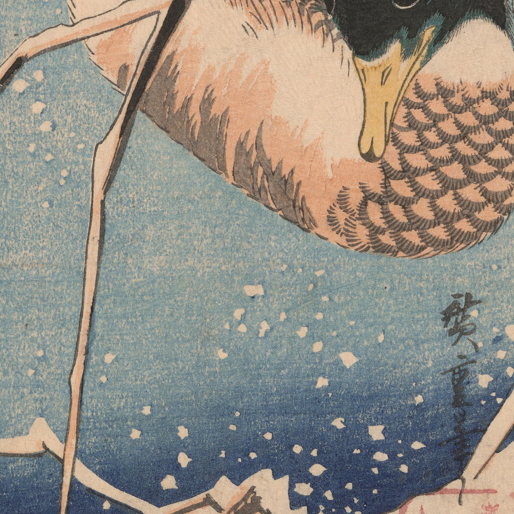 Detail at the size printed on the 50 × 70 sheet: the duck's head and beak, the snow left as bare paper on the dark water