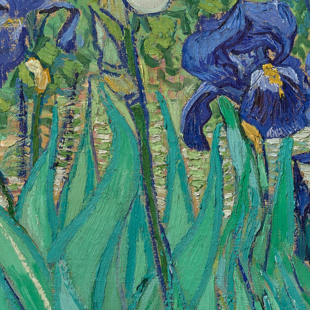 Detail at print size: the single white iris at the left, the crossing leaves and the ochre soil, each stroke laid separately