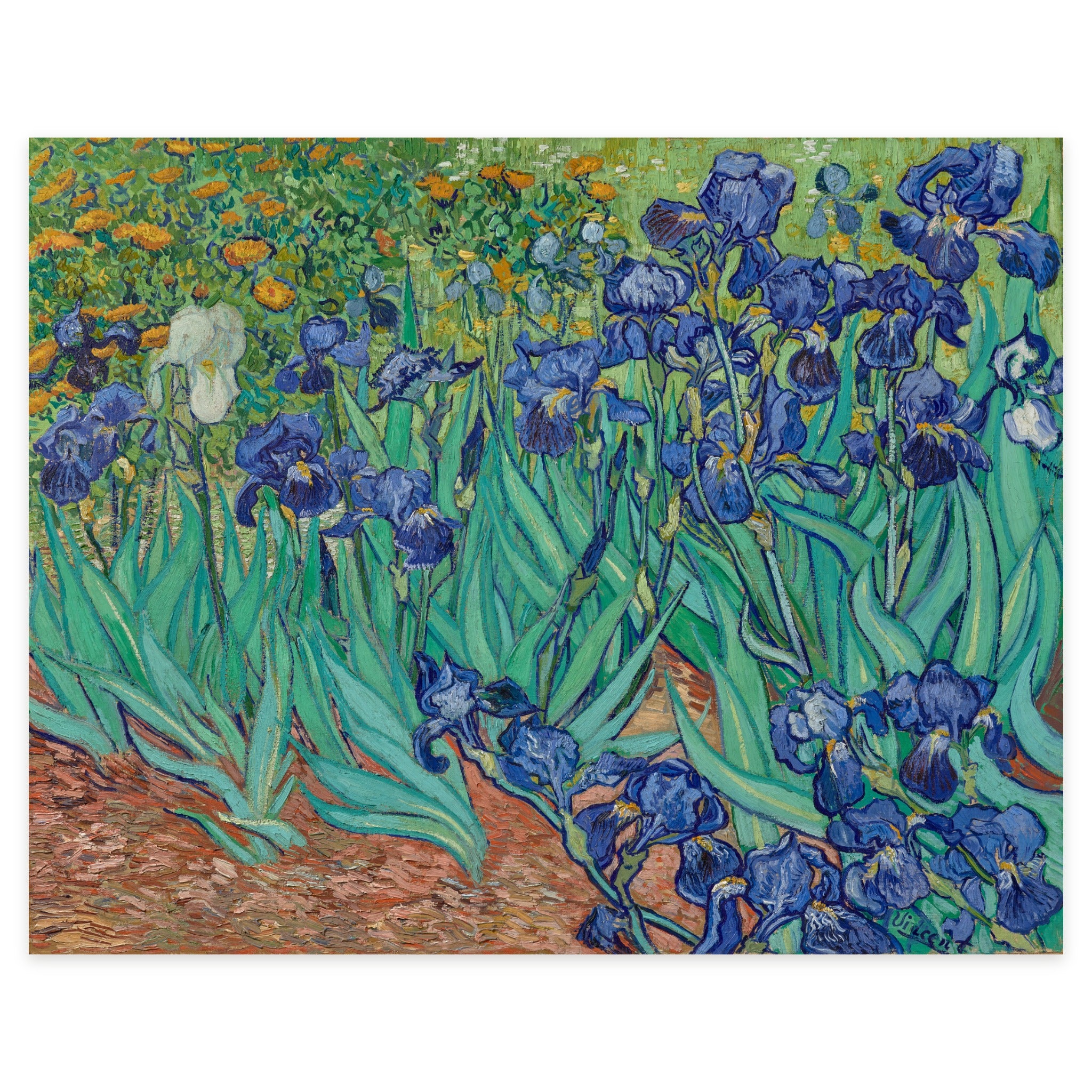 Vincent van Gogh, Irises, 1889 — the canvas reproduced whole: a bed of irises in the asylum garden at Saint-Rémy, with one white iris standing alone at the left edge