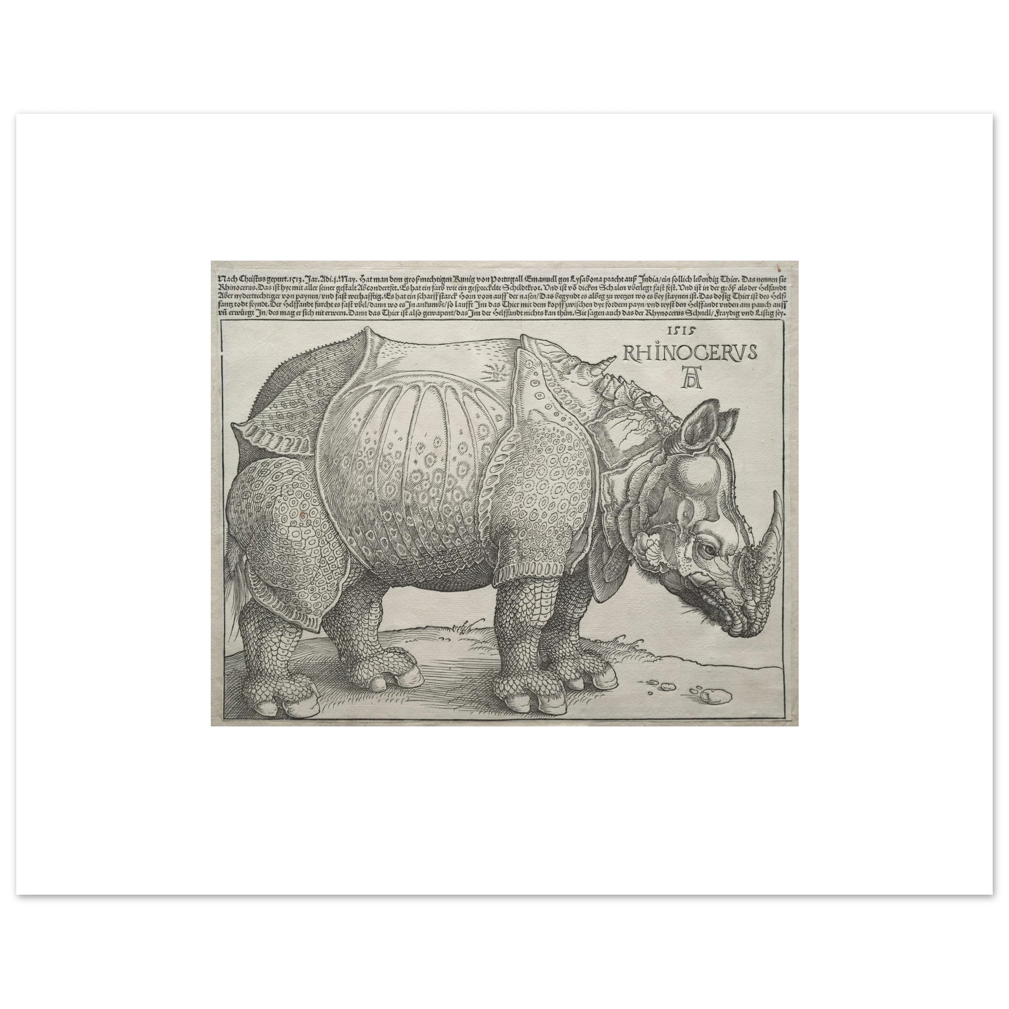 The 40 × 50 cm giclée print of Dürer's Rhinoceros at original size, unframed, white border, on 200 gsm fine art paper