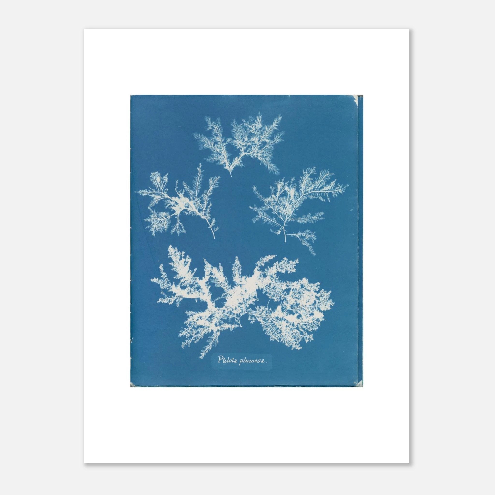 The unframed Ptilota plumosa print against a light grey wall, showing the white border and the paper edge