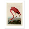 John James Audubon, American Flamingo, 1838 — giclée print, the full Havell plate with the beak and foot studies along the top edge