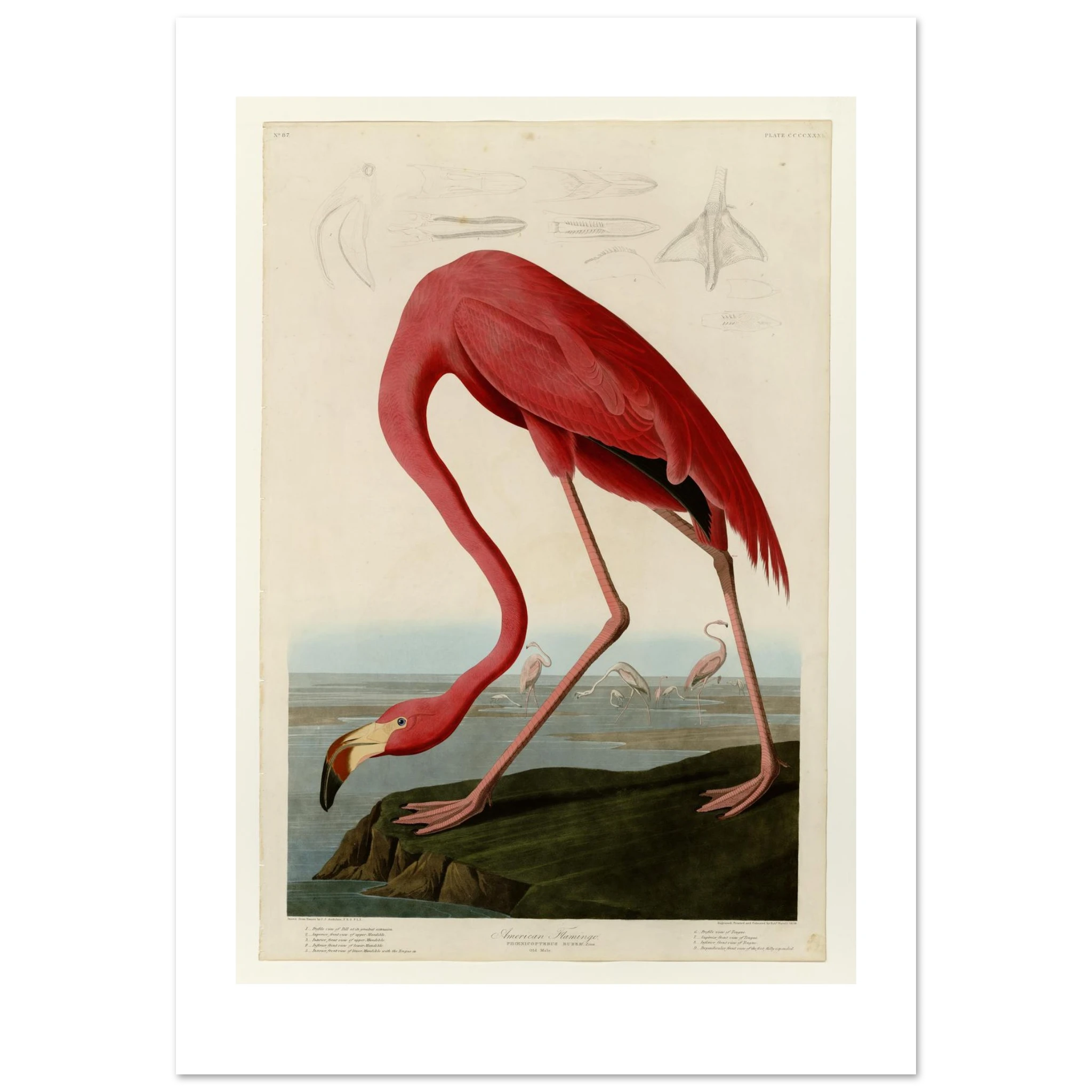 John James Audubon, American Flamingo, 1838 — giclée print, the full Havell plate with the beak and foot studies along the top edge