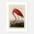 Audubon's American Flamingo giclée print on 200 gsm fine art paper, white border, unframed
