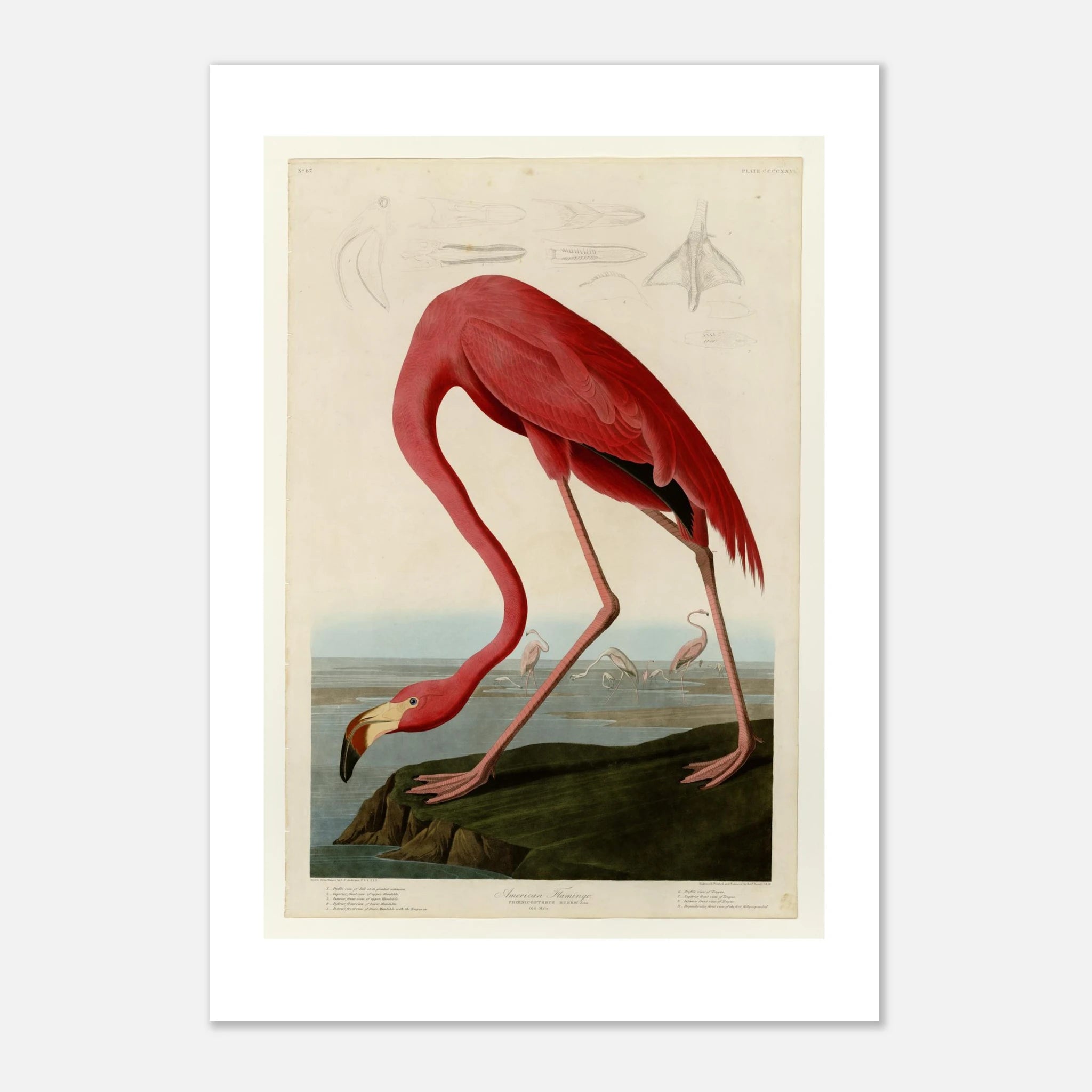 Audubon's American Flamingo giclée print on 200 gsm fine art paper, white border, unframed