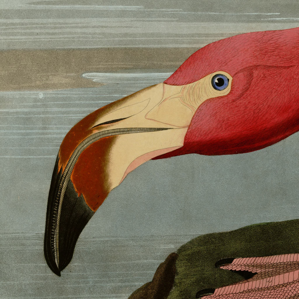Detail at actual print size: the flamingo's head, eye and bill, showing the engraved hatching and the aged paper of the 1838 plate